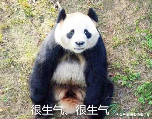 熊猫敲门讨食失败后, 一屁股蹲在了地上: 宝宝生气了哄不好的那种
