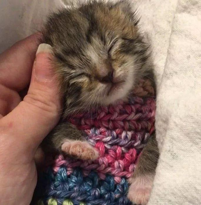 穿靴子的猫很可爱, 穿袜子的小奶猫更是萌到爆