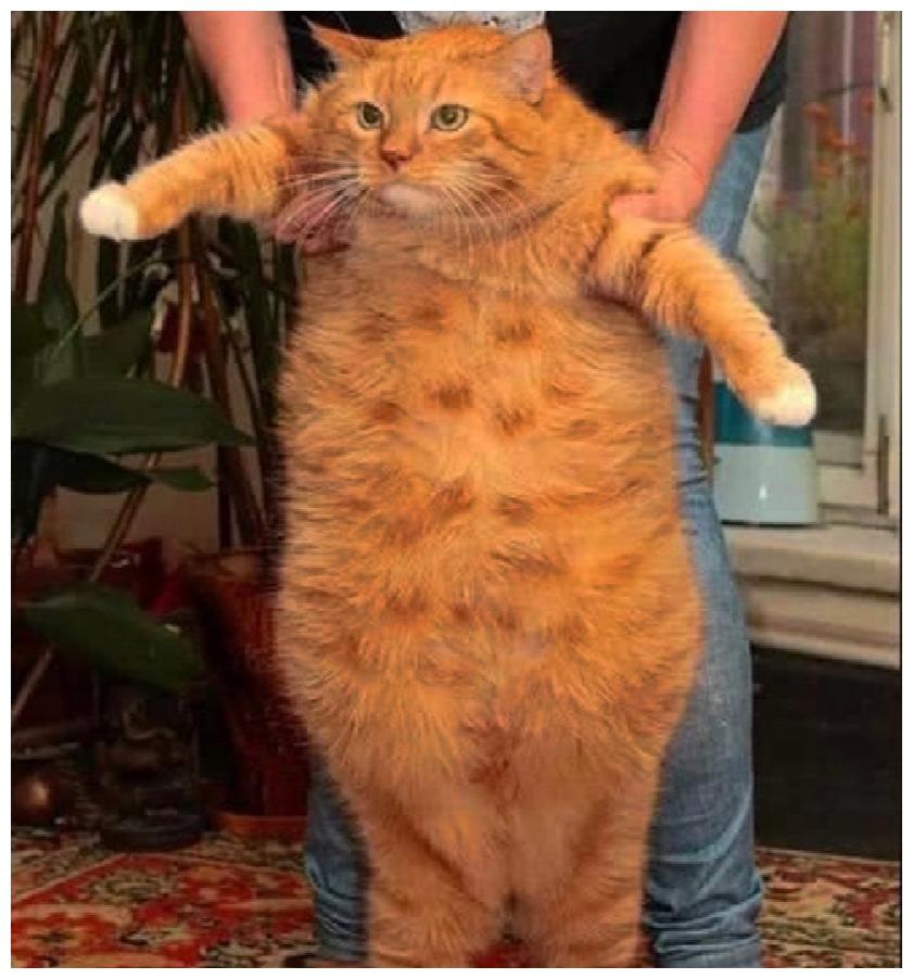 猫咪胖成了个雕塑样, 主人还以为要当妈妈了, 可兽医揭穿了它