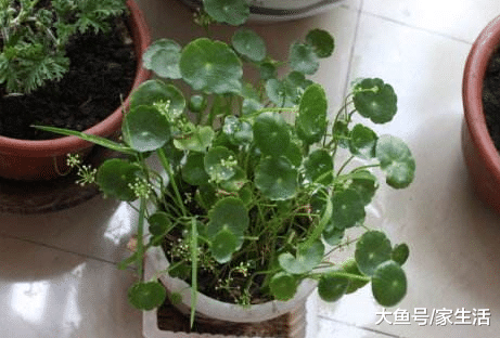 家里不要养这几种植物了, 老师傅一看就懂, 再富裕也住穷