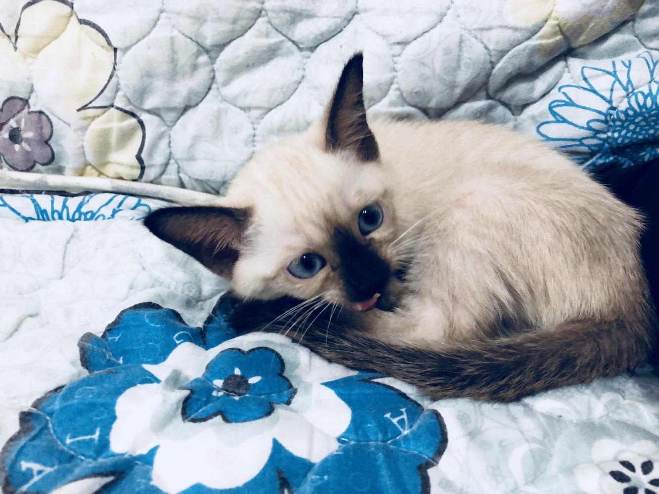 暹罗猫来到我家之后, 整个人的生活都不一样了哦