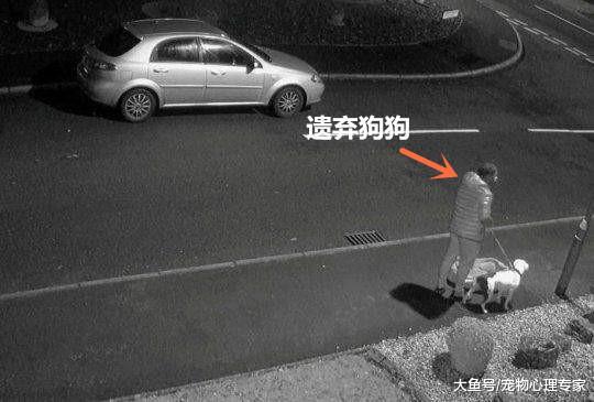 狗狗被主人遗弃路边, 扒着车窗直摇尾: 是要玩捉迷藏吗?
