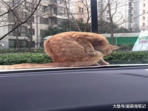 网友上班时, 车前有只橘猫不停地舔舐毛发, 鸣笛后猫咪反应好搞笑