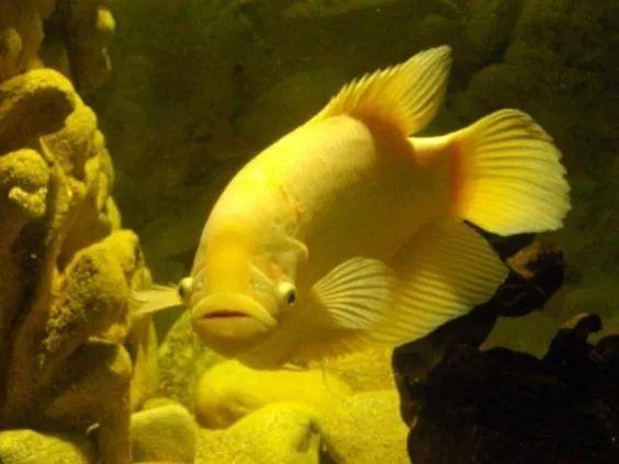 费尽心思整了缸鱼, 养着养着就没了