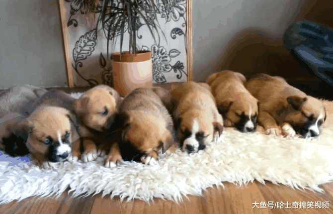 网友的二哈怀孕了, 朋友抢着预定, 生下孩子后都不要了