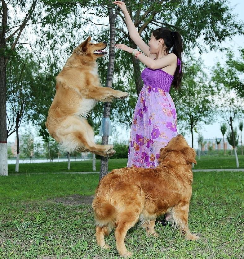 网上买活宠物运输很容易死亡, 遇到这个问题能咋办?