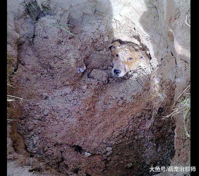 流浪狗被两名学校保安生生活埋, 清洁工及时制止, 避免了悲剧发生