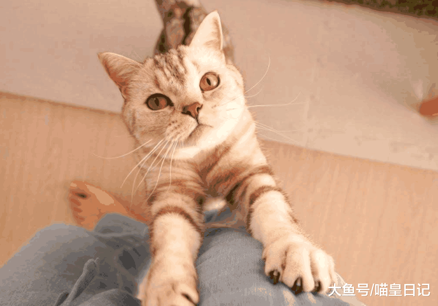 爱黏人的猫都有这五种特征, 看看你家的喵星人喜不喜欢黏人吧!