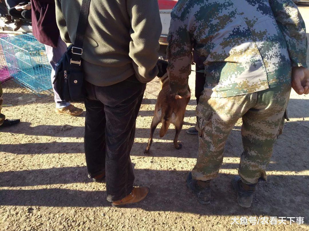 商贩卖优质成年马犬, 开价900元带绳, 买家提出700元收购!