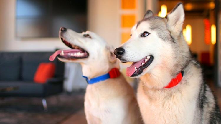 给予爱犬贴心守护, 冬天该怎么给狗狗进补