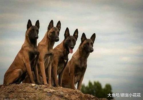 最适合陪你“游山玩水”的5大狗狗, 智商高、警觉性强!