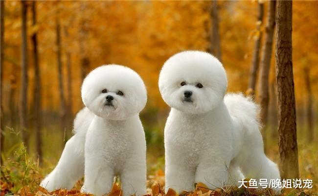 泰迪和比熊有什么区别, 该怎么区分它们? 下面四点告诉你