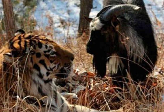 山羊被当做食物扔进虎园, 看到老虎不跑, 让人意外的事发生了!