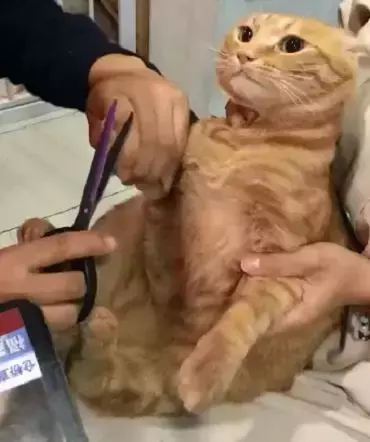 铲屎官给橘猫剪指甲, 橘猫看着面前的擀面杖, 它流下屈辱的泪水