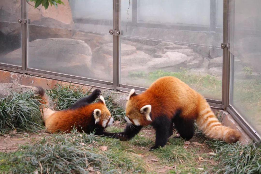 看小熊猫之间的决斗, 绝对让你涨见识