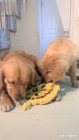 金毛吃年糕粘到牙齿手舞足蹈萌翻网友, 金毛: Oh my God