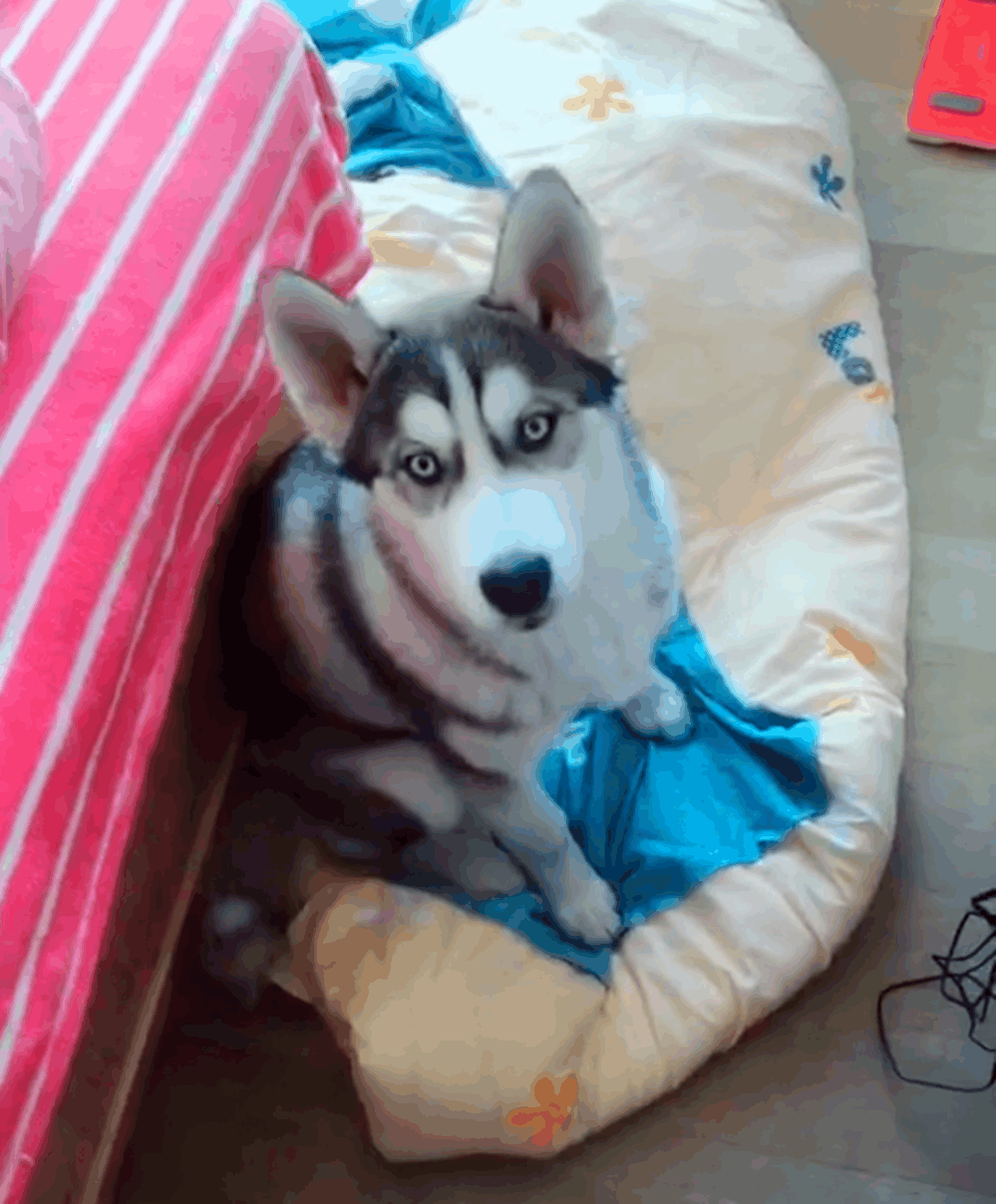 哈士奇爱吃橘子, 在街边水果摊前站着不走, 还要大爷掰开橘子喂…