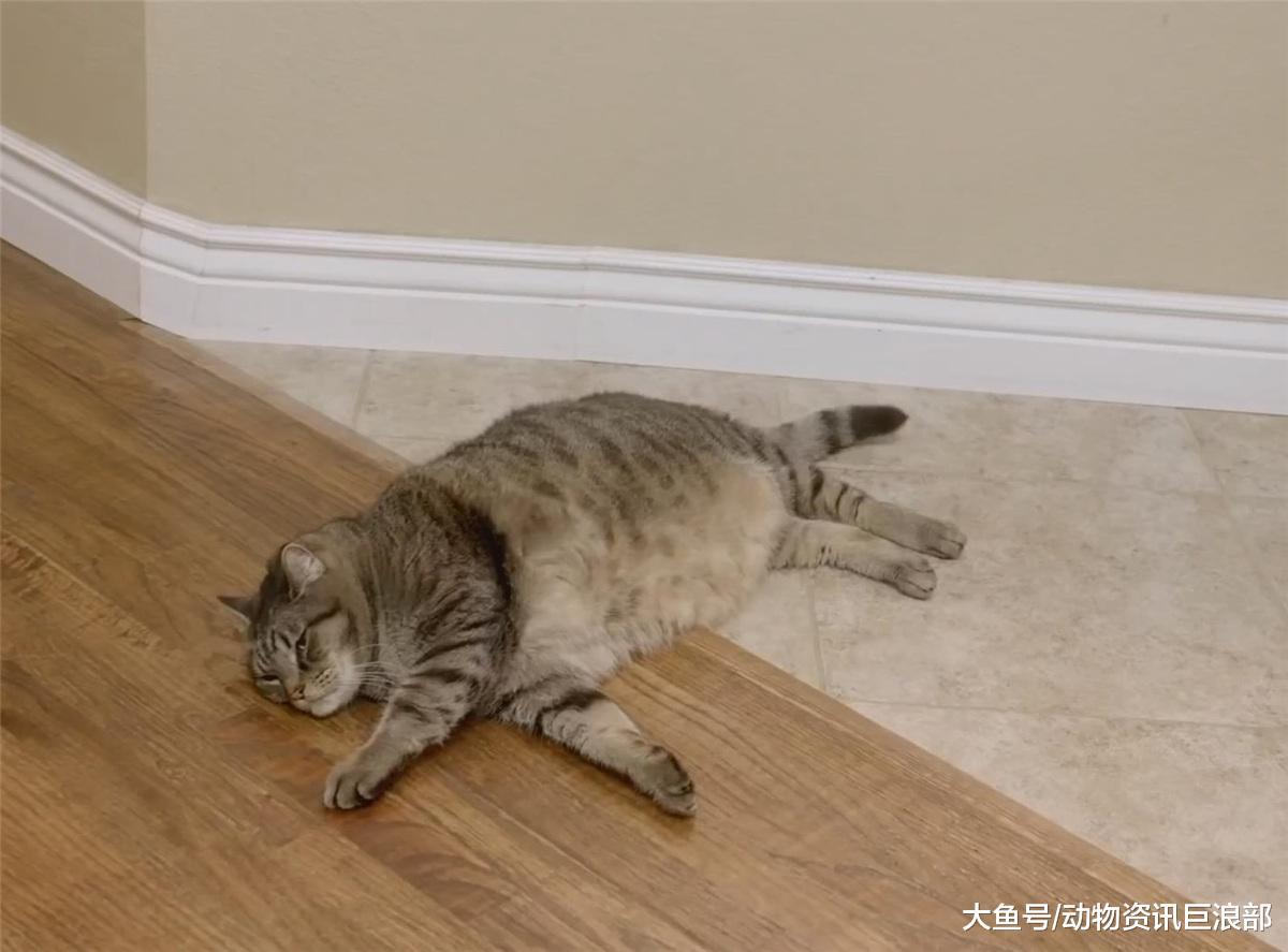 猫咪的眼神极其凶狠 铲屎官: 养了一头“小老虎”