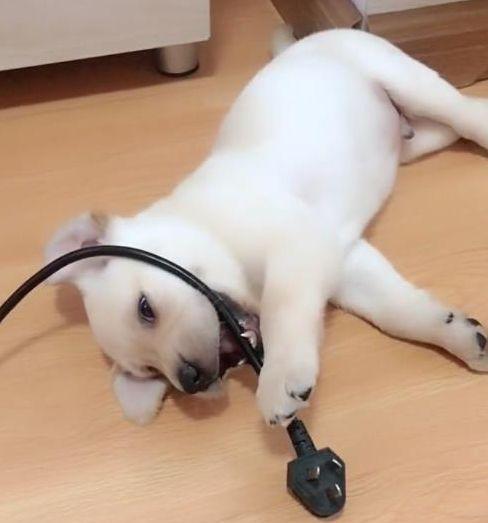 狗崽拆家被主人指责后, 狗妈妈上去就是一顿胖揍, 网友直呼: 亲妈