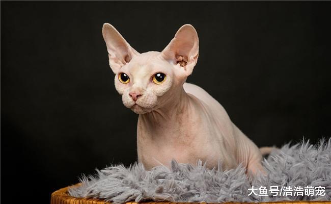假如你一生只能养一种猫咪, 下面五种你会选择哪种?