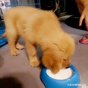 这5种饮品狗狗别碰! 不仅仅会拉肚子, 甚至会死!
