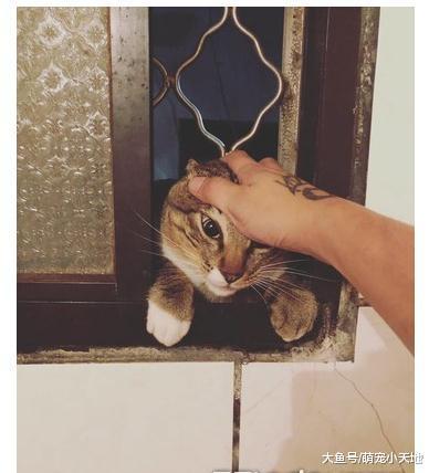 流氓猫硬钻窗闯厕所, 他阻挡失败只好乖乖招待, 结果超疑问