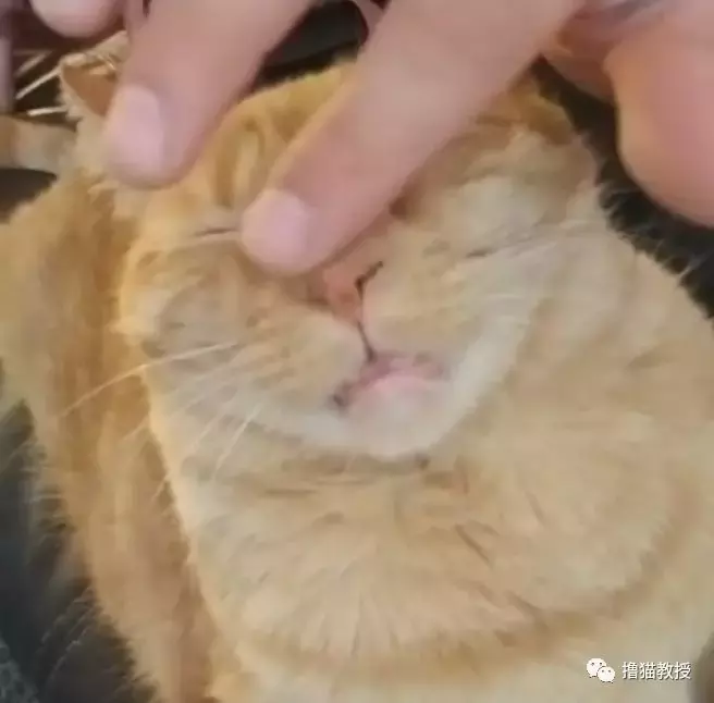 一个单身猫奴的生活, 竟然这么忙的吗?