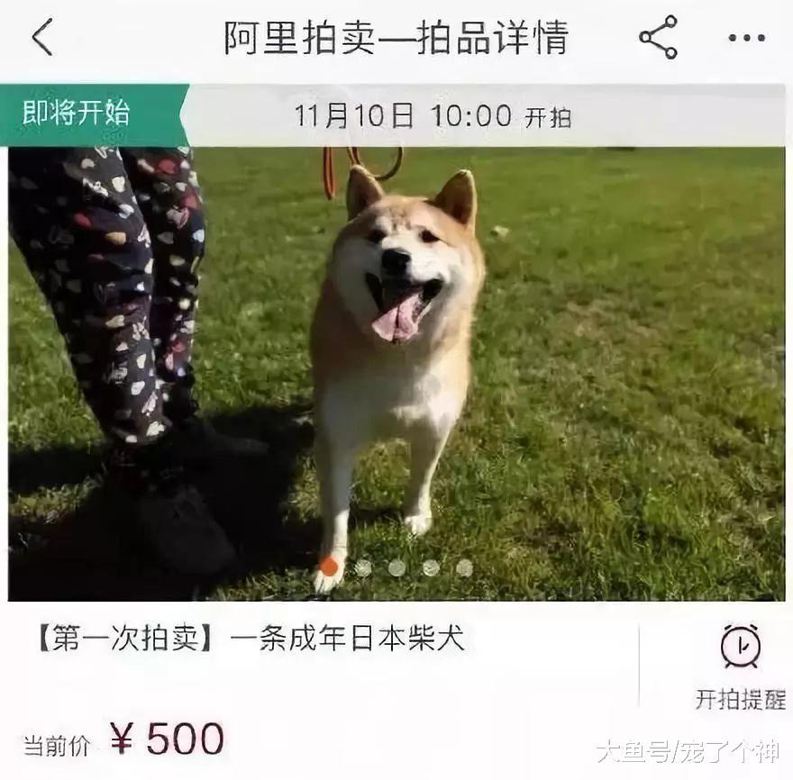 柴犬遇最不靠谱铲屎官, 法院的做法绝了!