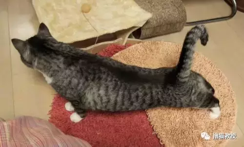 “美臀日”晒美臀, 这一大波猫屁屁, 看得我心动了