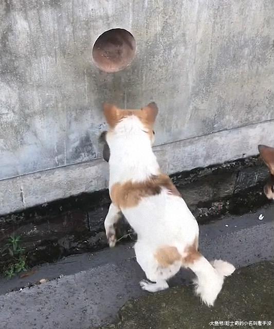 这应该是最安全的狗窝了, 狗妈妈为了小奶狗的安全, 住在墙洞里