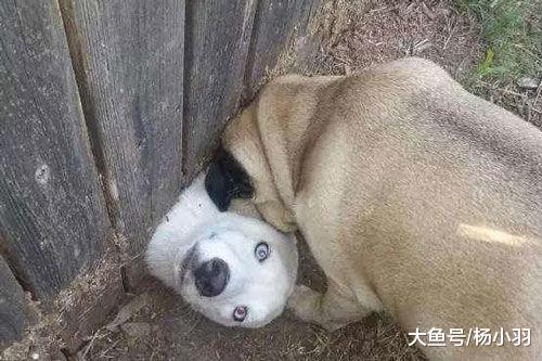 狗狗偷跑出去玩, 回来被小猫堵门口教训, 那场景让主人拍手叫好