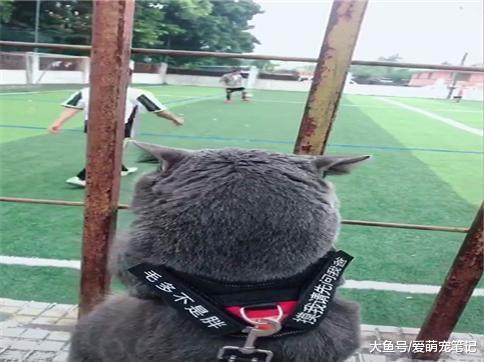 蓝猫冒着被球砸中的风险, 都要来球场看比赛, 网友: 国足的希望啊