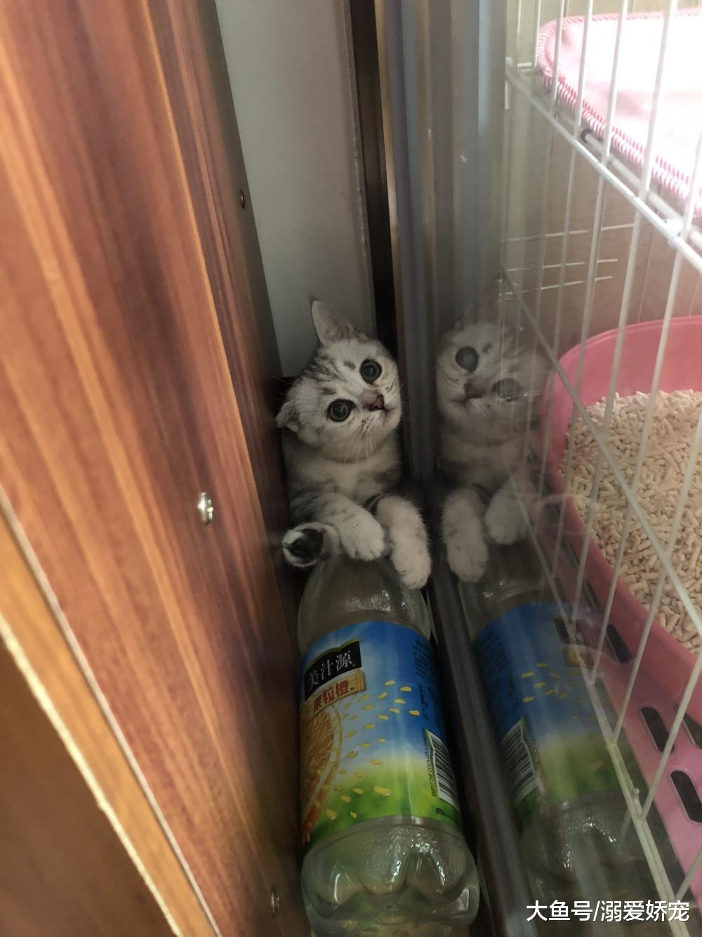 分享一下自己家里买的5000元美短, 挑选、饲养及它的性格!