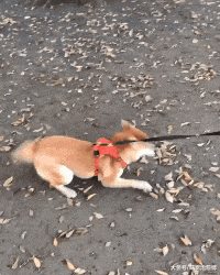 主人带柴犬去散步, 突然它兴奋的跑来跑去停不下来, 看见什么了?