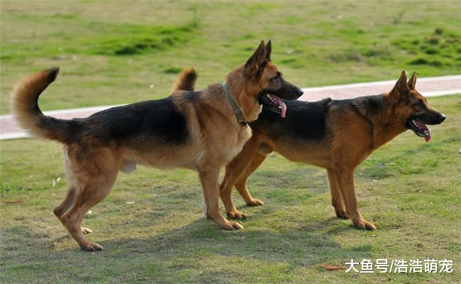 德牧有5个优点, 看完后, 你还想养别的狗狗吗?