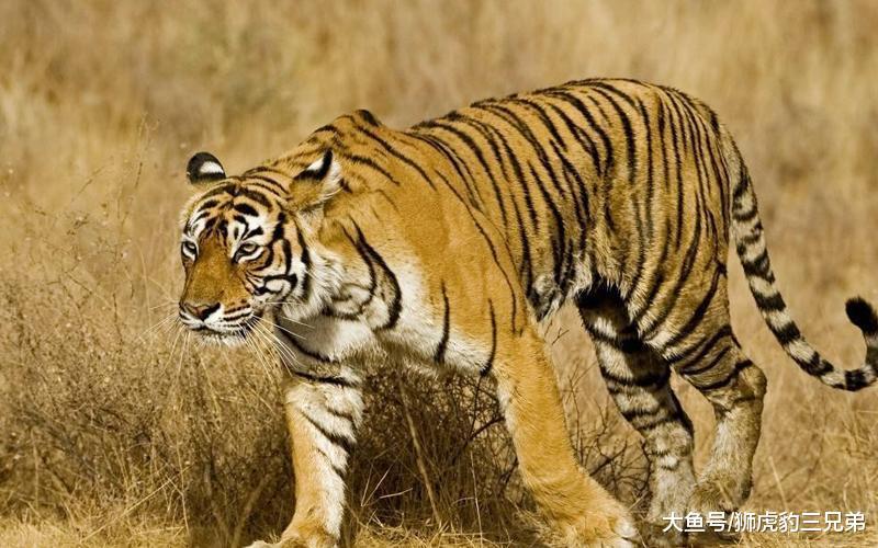 棕熊体型比东北虎还大, 为何有人不信它能够打赢老虎呢?