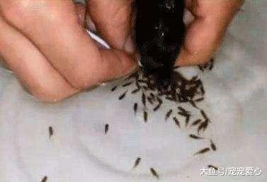 男子捞了一条鱼回来, 发现它的嘴巴紧紧闭着, 撬开后男子大乐