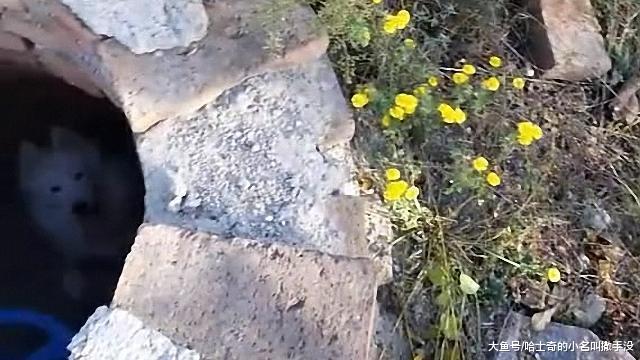 遛狗的时候一转眼狗没了, 找了半天, 发现这傻狗掉井里了