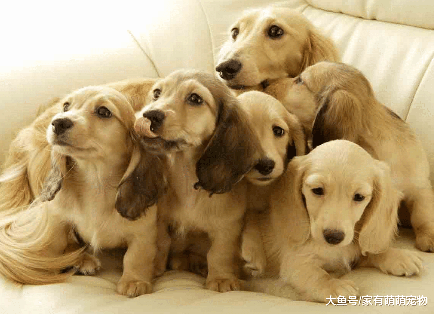 狗狗毕竟智商有限, 想要它听你的话, 训练要注意这3件事!