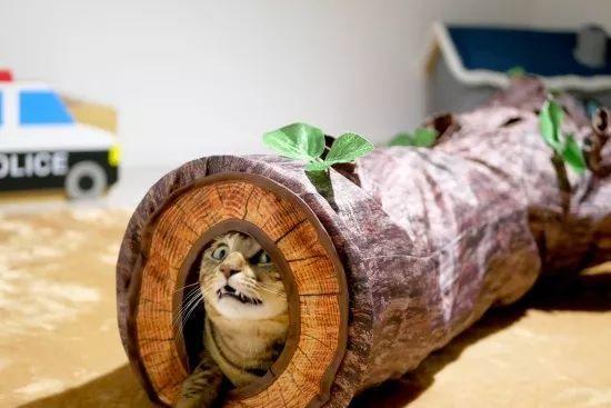 让猫咪体会在树林里玩耍的感觉, 这个滚地龙隧道真是太有创意了!