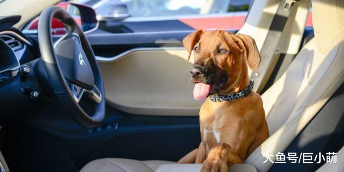 特斯拉将研发狗狗模式, 给狗狗一个更好的乘车体验, 同时保护车窗