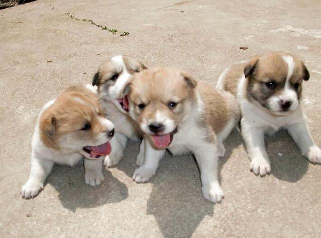 忠诚狗狗大盘点! 以下这6种狗狗, 可以拿命回报你!