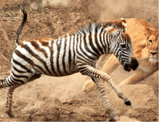 斑马发现狮子埋伏, 转身向河中央跑去, 狮子: 气! 猪一样的队友!