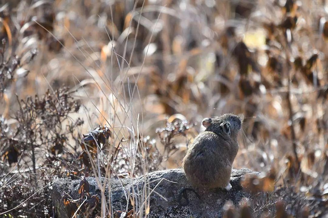 卖萌不输皮卡丘的鼠兔, 各位了解一下?