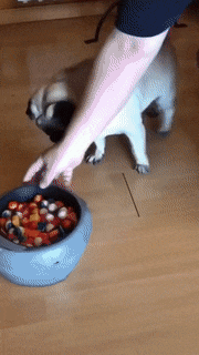 到底让不让吃啦! 主人恶作剧骗狗子吃东西, 把狗子吓得嗷嗷后退!