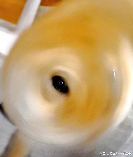 柴犬喜欢用这种方式迎接到家的主人, 柴犬: 能看清算我输!