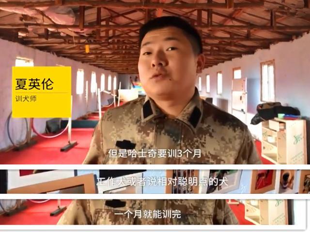 哈士奇辛苦参加培训, 考试后仍被留级, 饲养员说二哈神经不稳定!