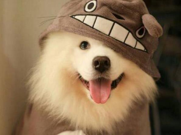 白毛猫咪伪装成萨摩耶, 小表情亮了, 主人看到后笑出眼泪