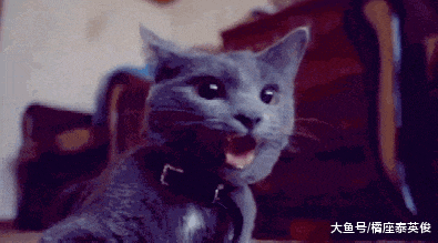 求助: 我家猫咪最近总有些奇怪的行为! 网友: 狗养大的都这样!