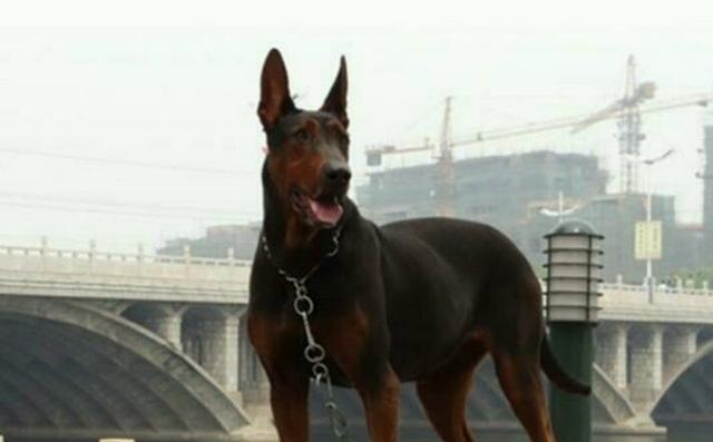 我国有哪些优秀的狼犬? 有何依据?